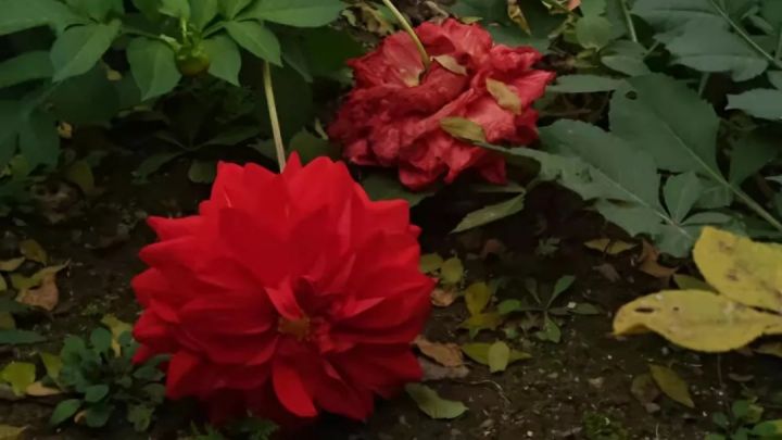 1636074212253887.jpg 640.webp (3).jpg